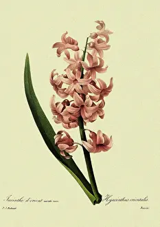 Hyacinths: Hyacinthus orientalis