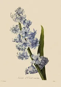 Hyacinth: Hyacinthus orientalis