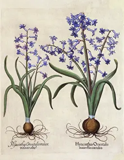 Omnium: Hyacinthus Orientalis (Hyacinth)