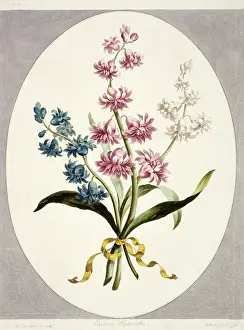 Monocot: Hyacinthus sp. Eastern hyacinths