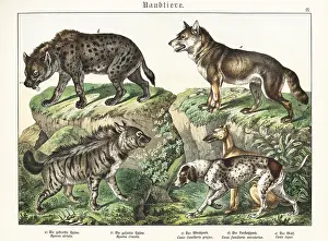 Sighthound: Hyaenas, sighthound, pointer and wolf