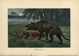 Tiere: Hyaenodon, extinct genus of carnivorous creodonts
