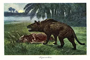 Riesengursteltier: Hyaenodon, extinct genus of carnivorous mammals