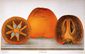 Sliced: Hyakume - Persimmons - Fruit - Food