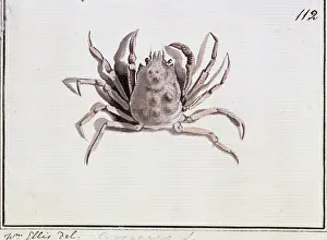 Arachnida: Hyas araneus, great spider crab