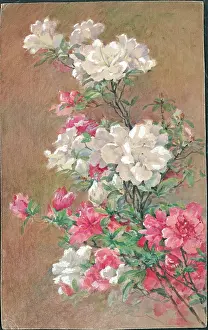 Pressland: Hyateas'. Flowers