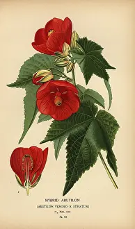 Hollyhock: Hybrid abutilon, Abutilon pictum