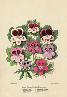 Roseum: Hybrid Cape and bedding pelargoniums