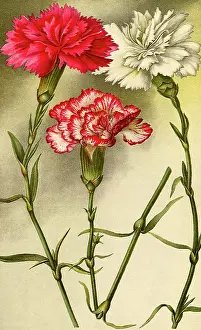 Blooms: Hybrid Carnation