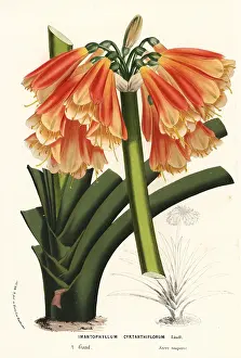 Nobilis: Hybrid clivia, Clivia cyrtanthiflora