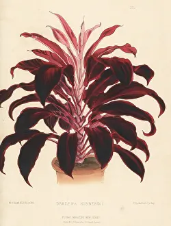 Houseplant: Hybrid dragon tree, Dracaena E' hibberdii
