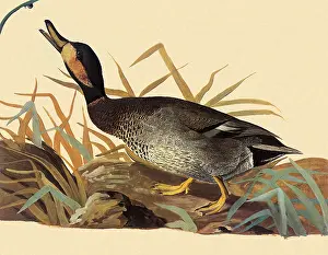 Hybrid: Hybrid Duck