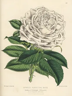 L. Reeve: Hybrid perpetual rose, Duchess of Edinburgh