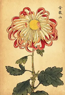 Kiku: Hybrid pink curled spoon chrysanthemum