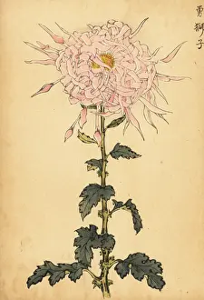 Kiku: Hybrid pink spider chrysanthemum