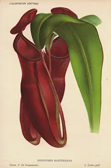 Stroobant: Hybrid pitcher plant raised by Dr Masters