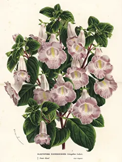 Triumphans: Hybrid Plectopoma x eucodonioides triumphans
