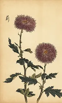 Cultivar: Hybrid purple chrysanthemum