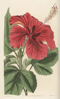 John Lindley: Hybrid rose mallow
