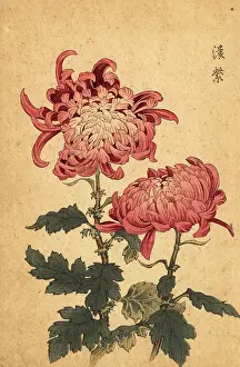 Kiku: Hybrid salmon-pink chrysanthemum