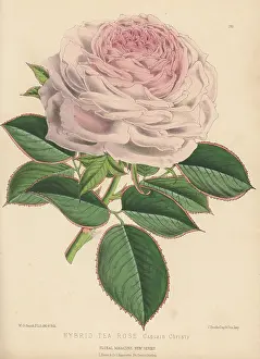 Volume 5: Hybrid tea rose, Captain Christy
