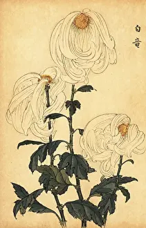 Kiku: Hybrid white chrysanthemum