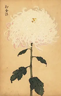 Kiku: Hybrid white chrysanthemum