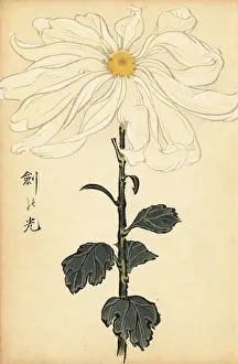 Kiku: Hybrid white chrysanthemum