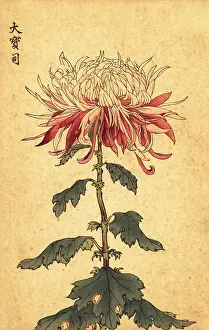 Kiku: Hybrid white and crimson spoon chrysanthemum