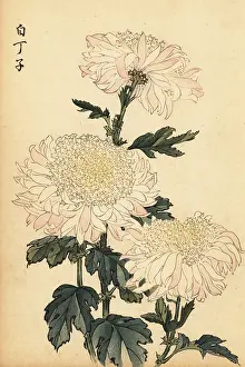 Kiku: Hybrid white and pink chrysanthemum