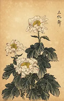 Cultivar: Hybrid white and pink chrysanthemum