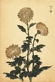 Kiku: Hybrid yellow chrysanthemum