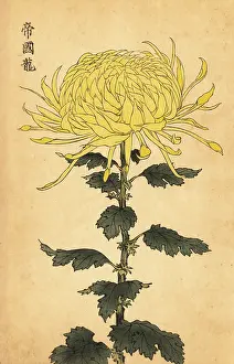Cultivar: Hybrid yellow chrysanthemum