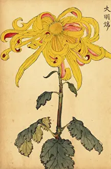 Kiku: Hybrid yellow irregular chrysanthemum