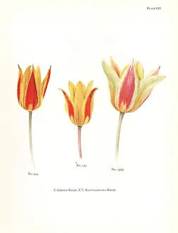 Dykes: Hybrids of maculate tulip, Tulipa greigii
