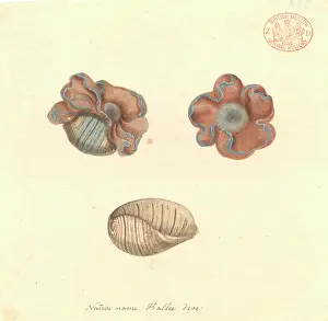 Slug: Hydatina physis, rose-petal bubble shell
