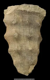 Sponge: Hydnoceras, a hexactinellid sponge