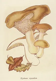 Funghi: HYDNUM REPANDUM