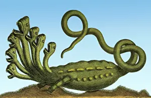 Imaginary: Hydra, Legendary Creature