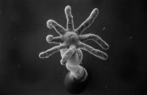 Hydra: Hydra sp