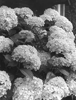 Hydrangea: HYDRANGEA BLOOMS