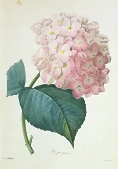 Fleurs: Hydrangea hortensis, French hydrangea