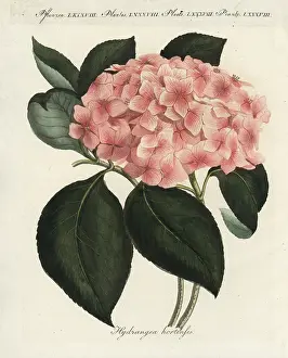 Hortensis: Hydrangea, Hydrangea hortensia