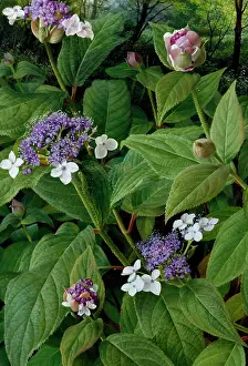 Hydrangea: Hydrangea Involucrata ' white and mauve