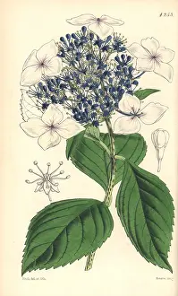Hydrangea: Hydrangea japonica var caerulea, Japan hydrangea