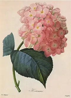 Hortensia: Hydrangea macrophylla