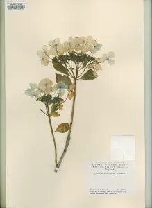 Hydrangea: Hydrangea macrophylla Tricolor, bigleaf hydrangea