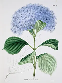 Hortensis: Hydrangea otaksa, French hydrangea
