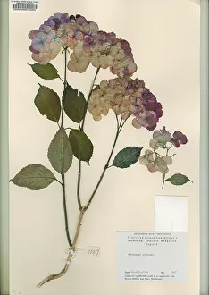 Hydrangea: Hydrangea preziosa