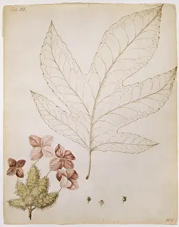 Hydrangea: Hydrangea quercifolia, oak-leaf hydrange